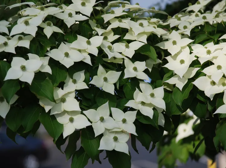 Fiori cornus kousa