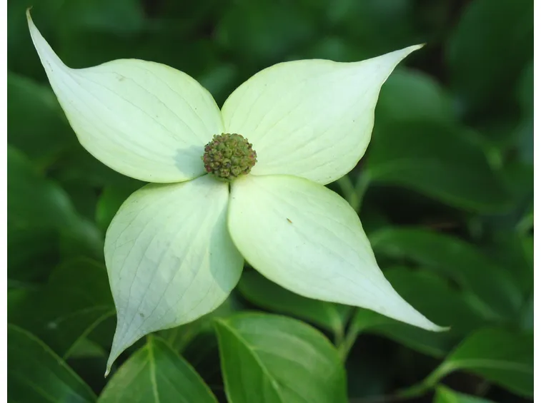 Fiore corniolo