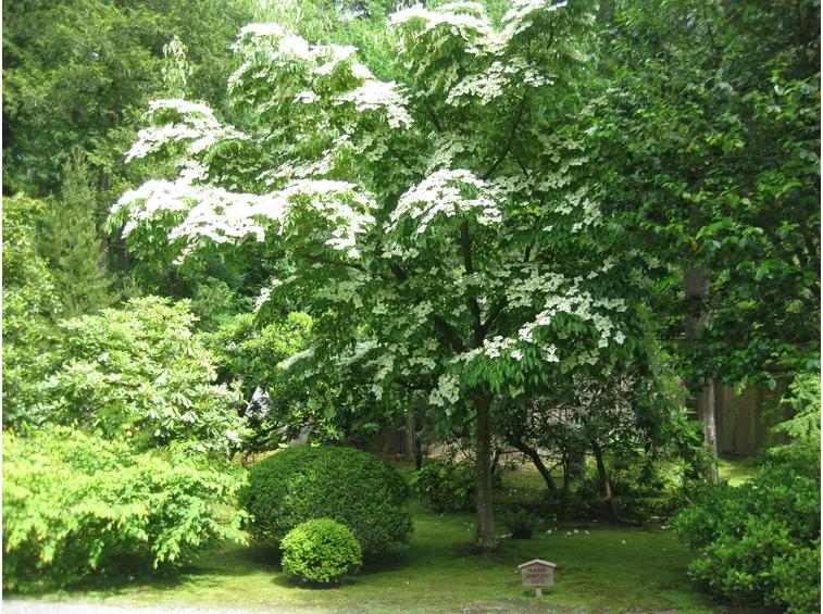 Albero in fiore di Cornus kousa