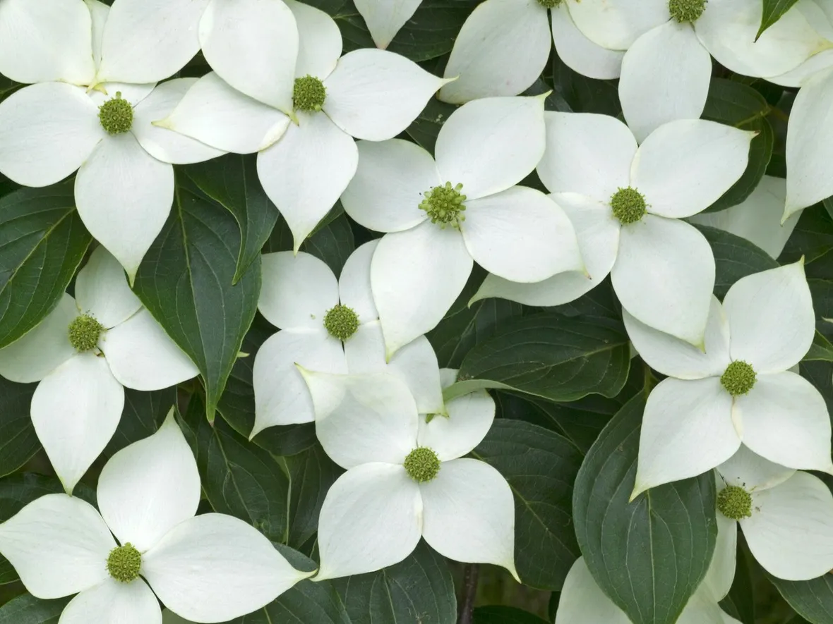Fiori foglie cornus kousa