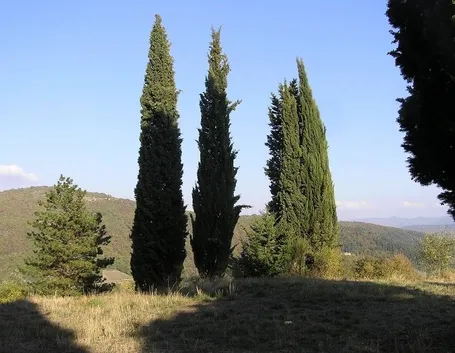 Disegno botanico del cupressus sempervirens