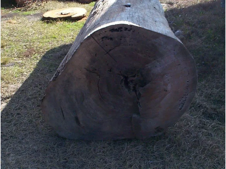Tronco abbattuto di cupressus sempervirens