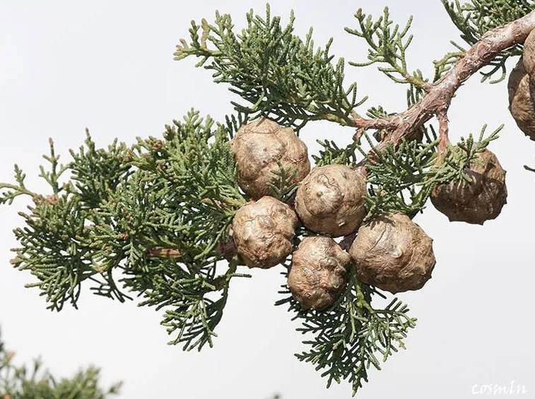 Foglie e frutti del cupressus sempervirens