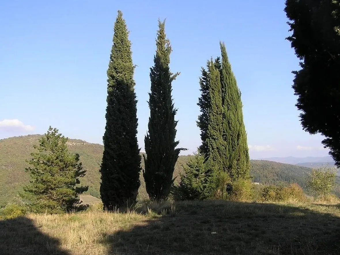 Disegno botanico del cupressus sempervirens