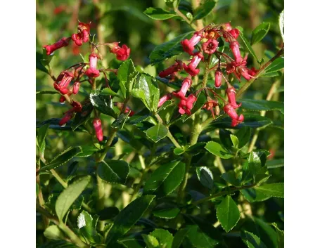 Esempio di fioritura Escallonia.