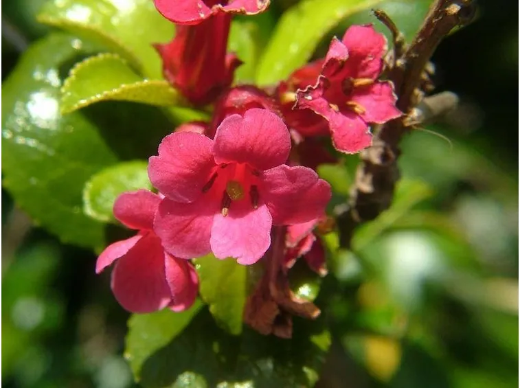 Dettaglio infiorescenze Escallonia.