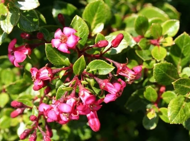 Escallonia.