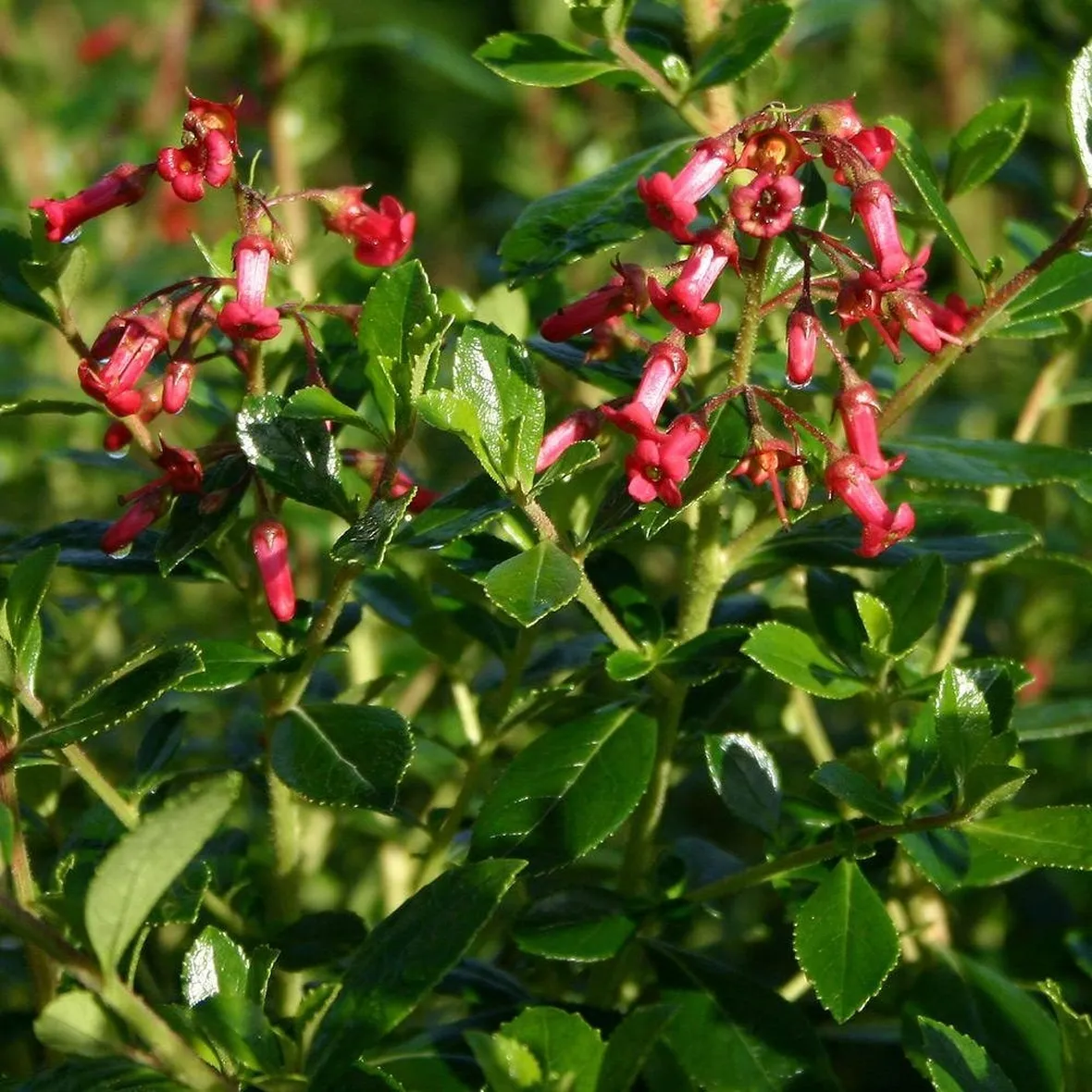 Esempio di fioritura Escallonia.