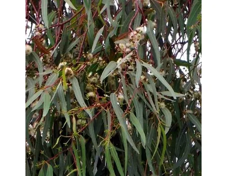 eucalyptus glob