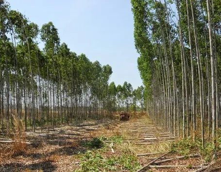 Piante di Eucalipto