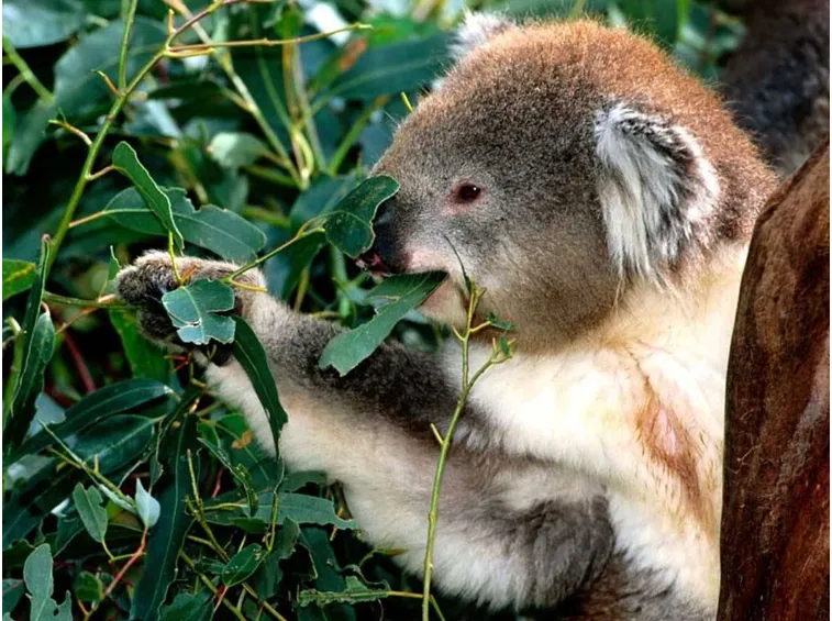 Un koala mangia foglie di Eucalipto