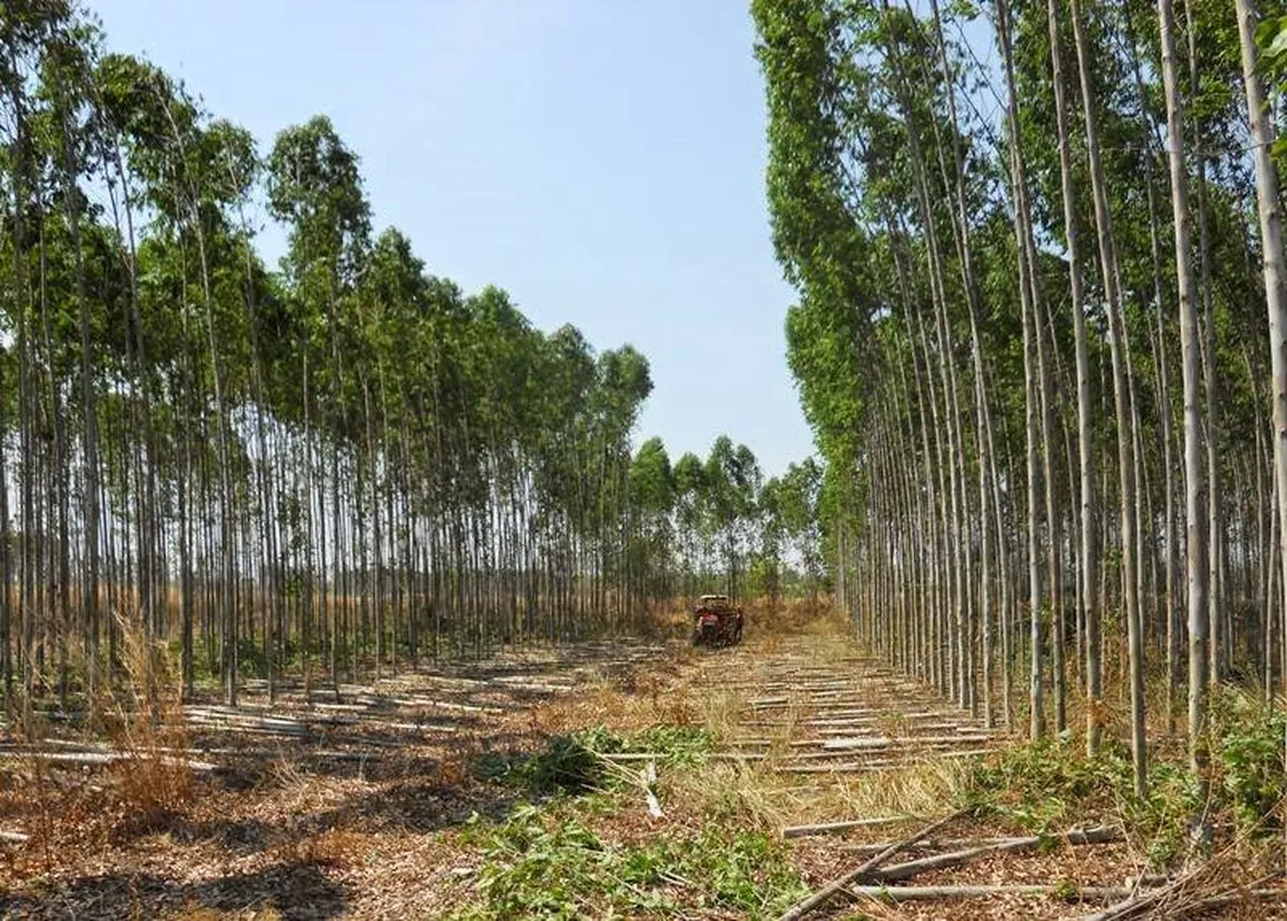 Piante di Eucalipto