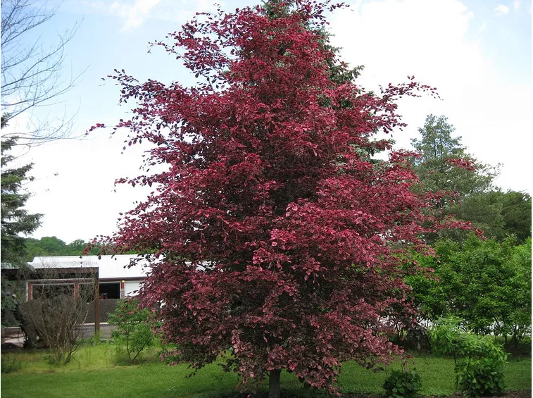 Albero faggio