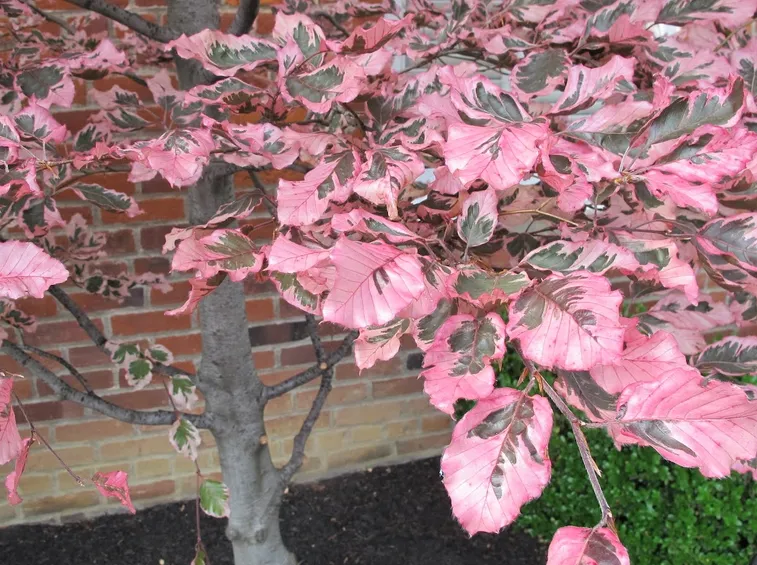 Albero foglie variegate