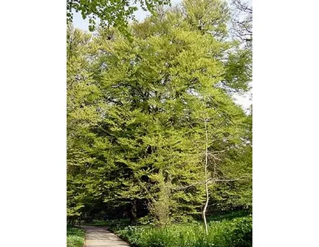 fagus sylvatica laciniata