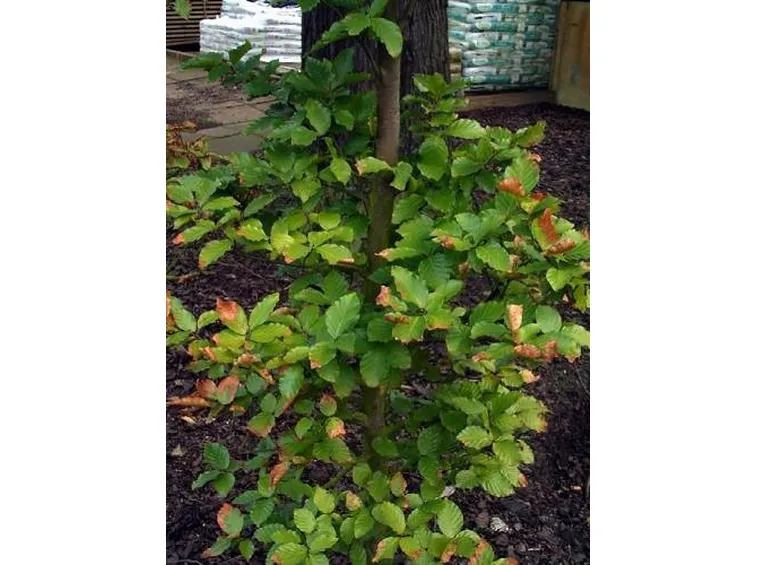 fagus sylvatica