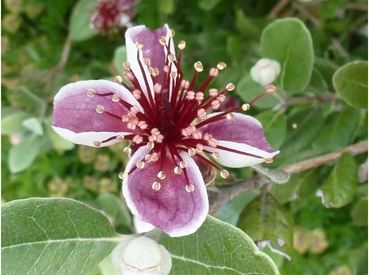 Fiore di feijoa