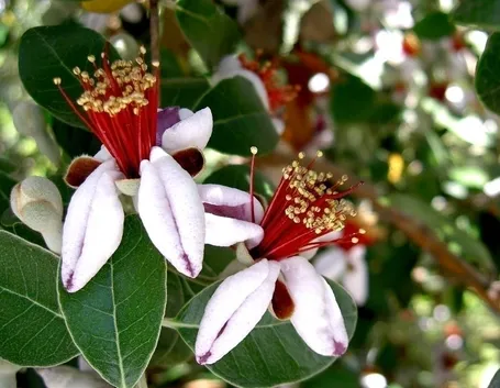 Feijoa