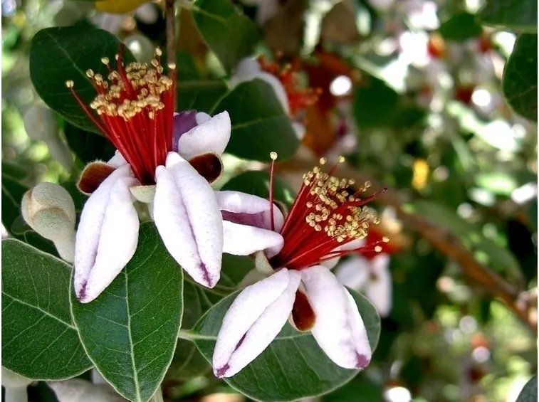Feijoa