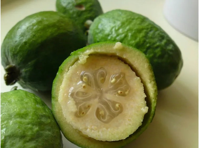 frutti