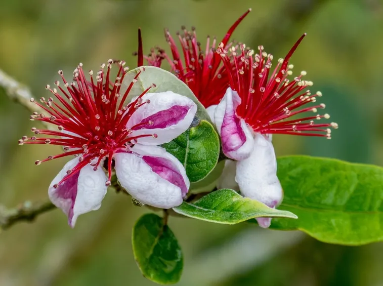 feijoa