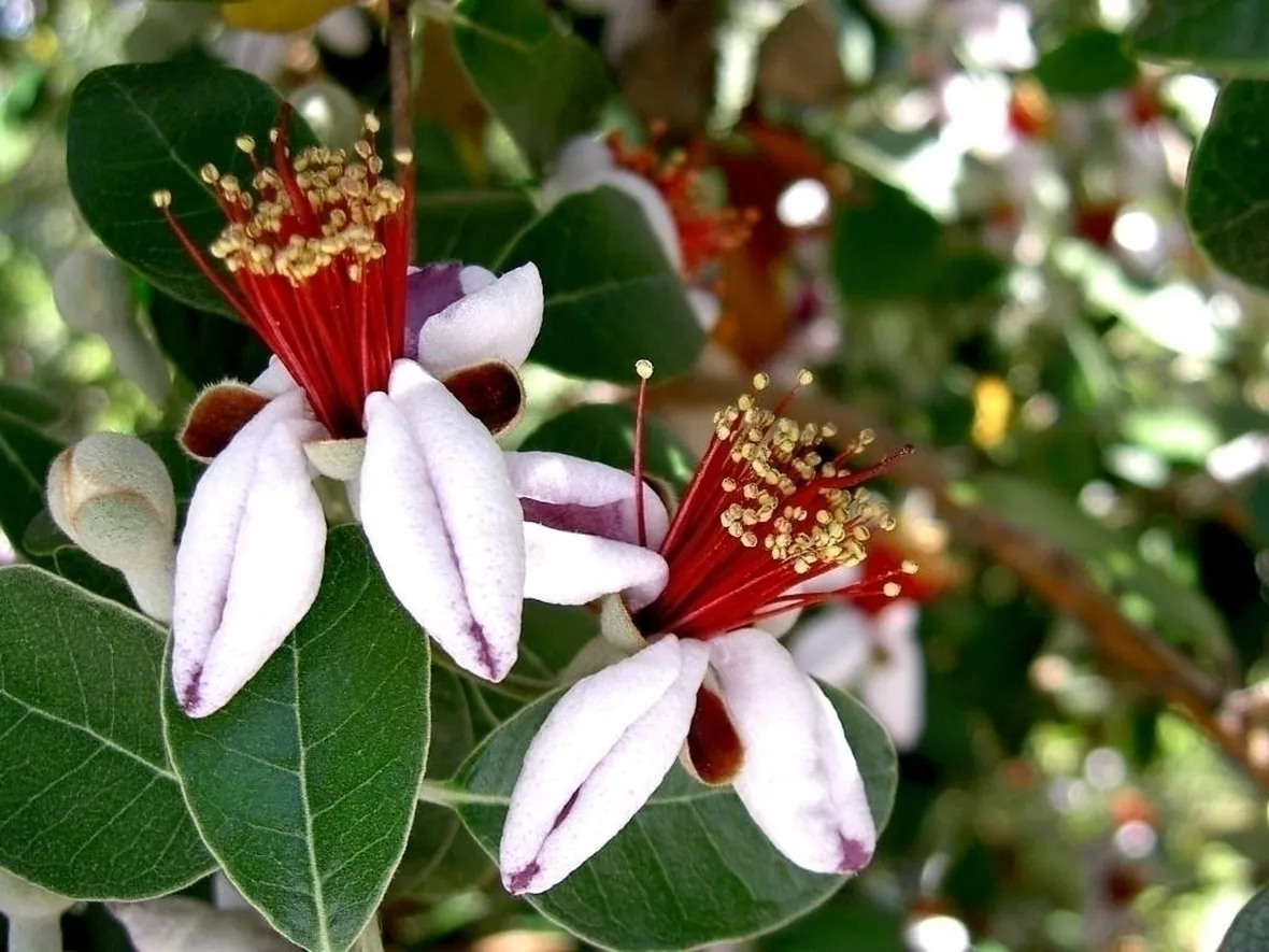 Feijoa