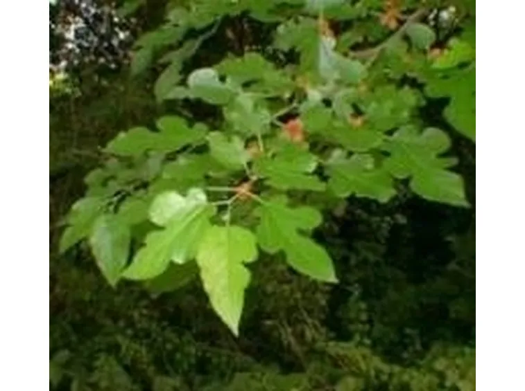 foto gelso