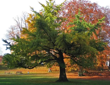 Albero di Ginkgo