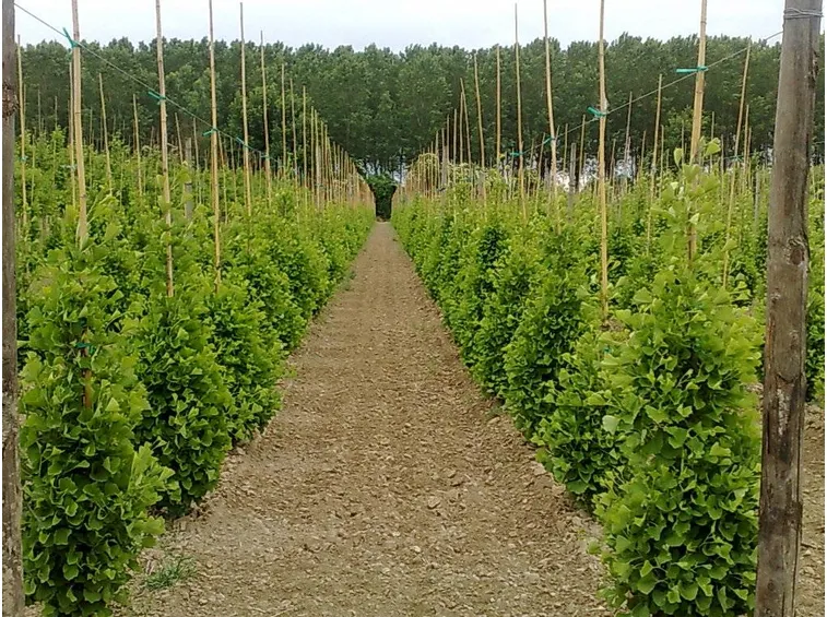 Ginkgo Biloba cespuglio