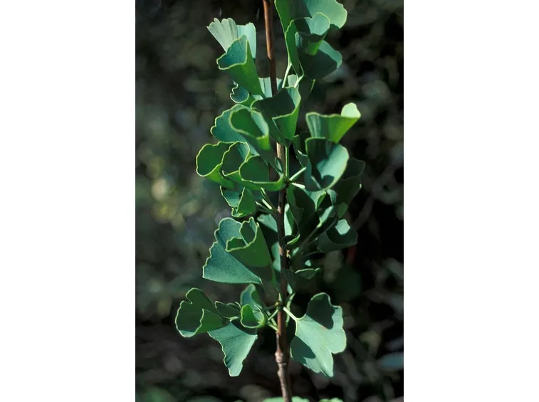 ramo di Ginkgo biloba