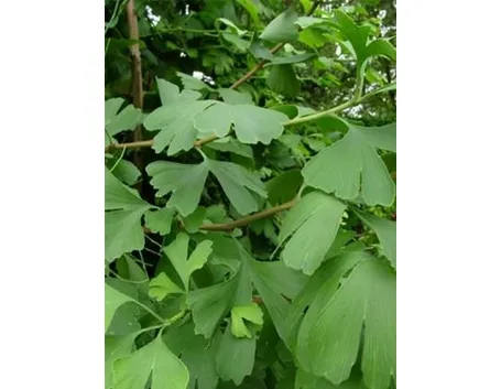 gingko bil