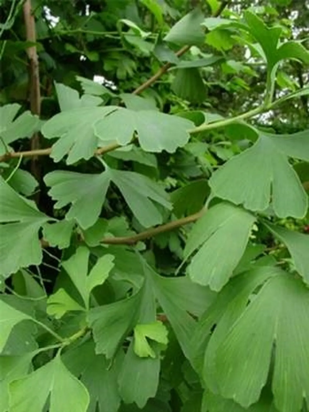 gingko bil
