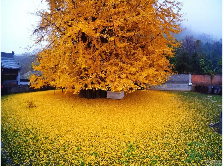 Albero gingko