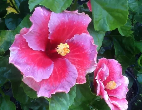 ibisco fiore rosa