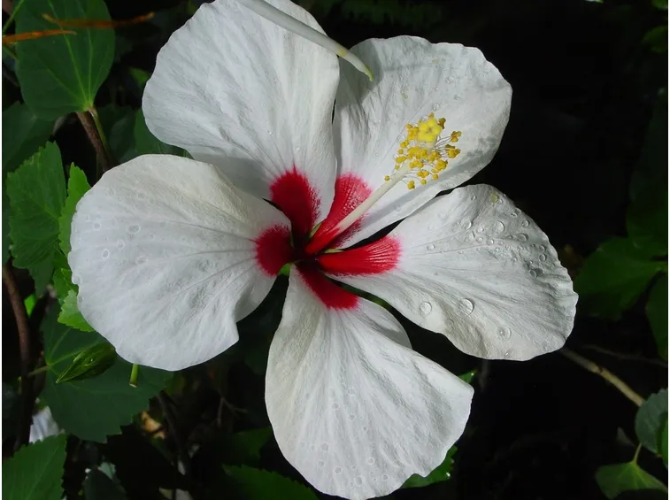 ibisco bianco