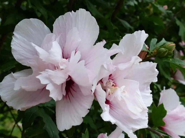 ibisco perenne fiore doppio