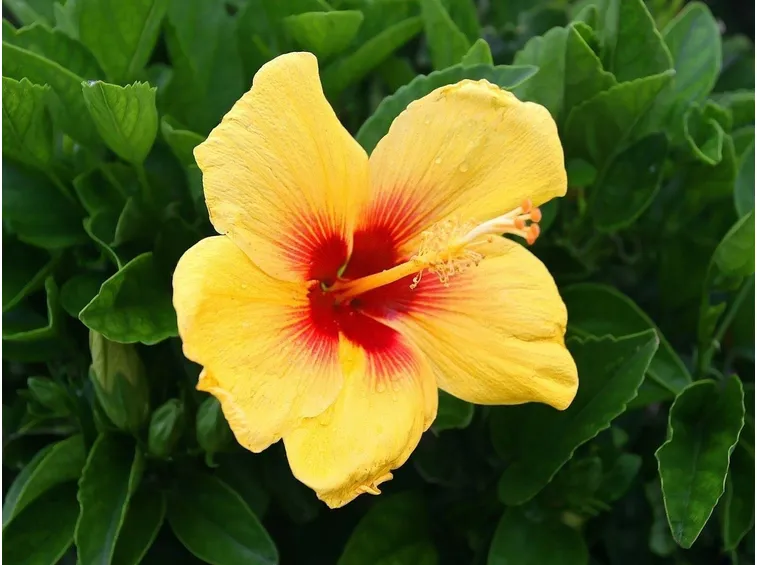 ibiscus