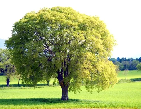 Bagolaro albero
