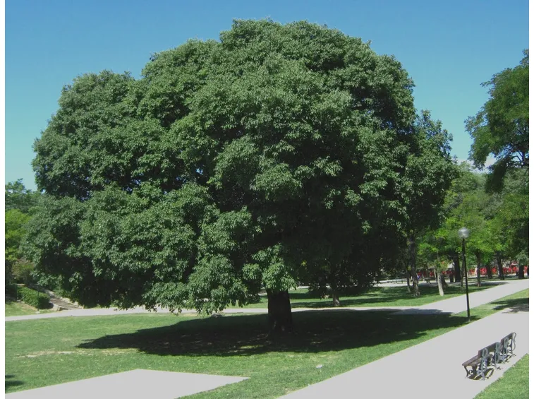 Albero spaccasassi