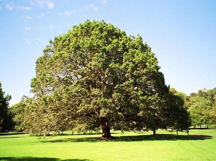 Albero bagolaro