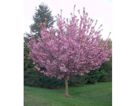 Albero ciliegio fiore