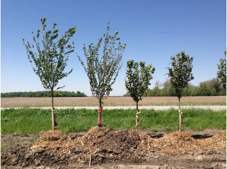 Coltivazione alberi ciliegi
