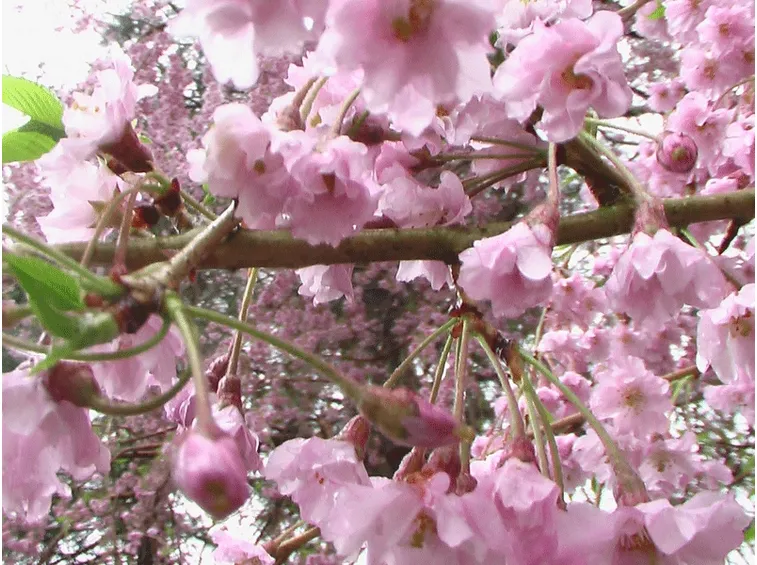 Fiori ciliegi