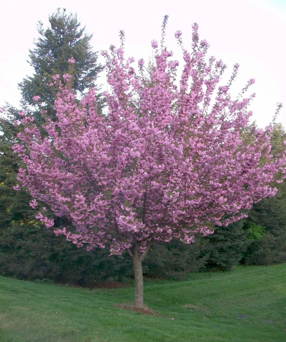 Albero ciliegio fiore