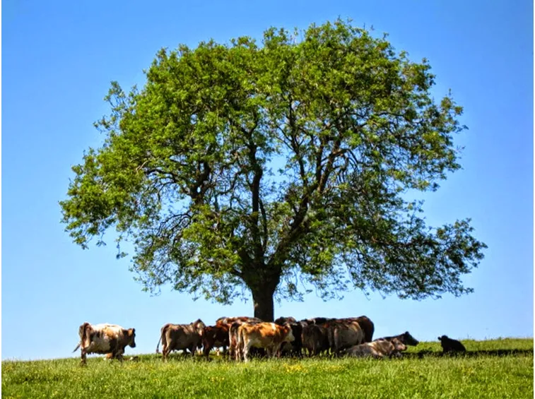 Frassino albero