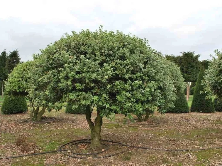 Albero leccio