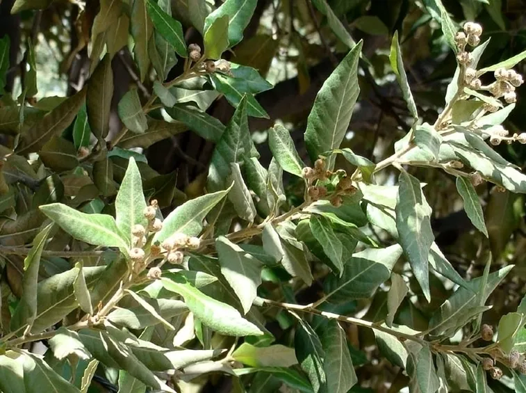 Fogliame