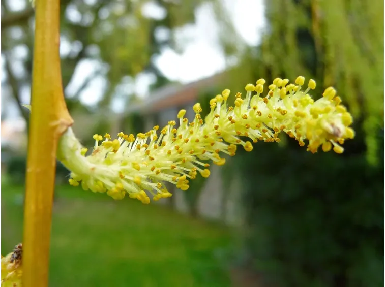 Salix babylonica