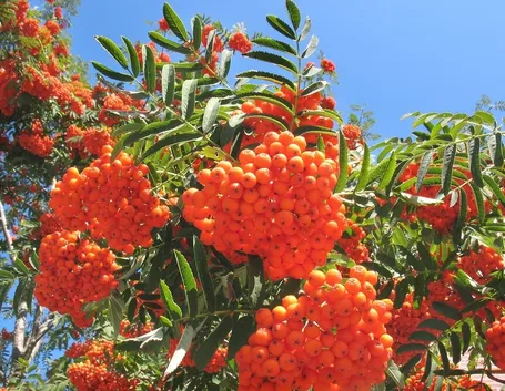 Frutti sorbo uccellatori