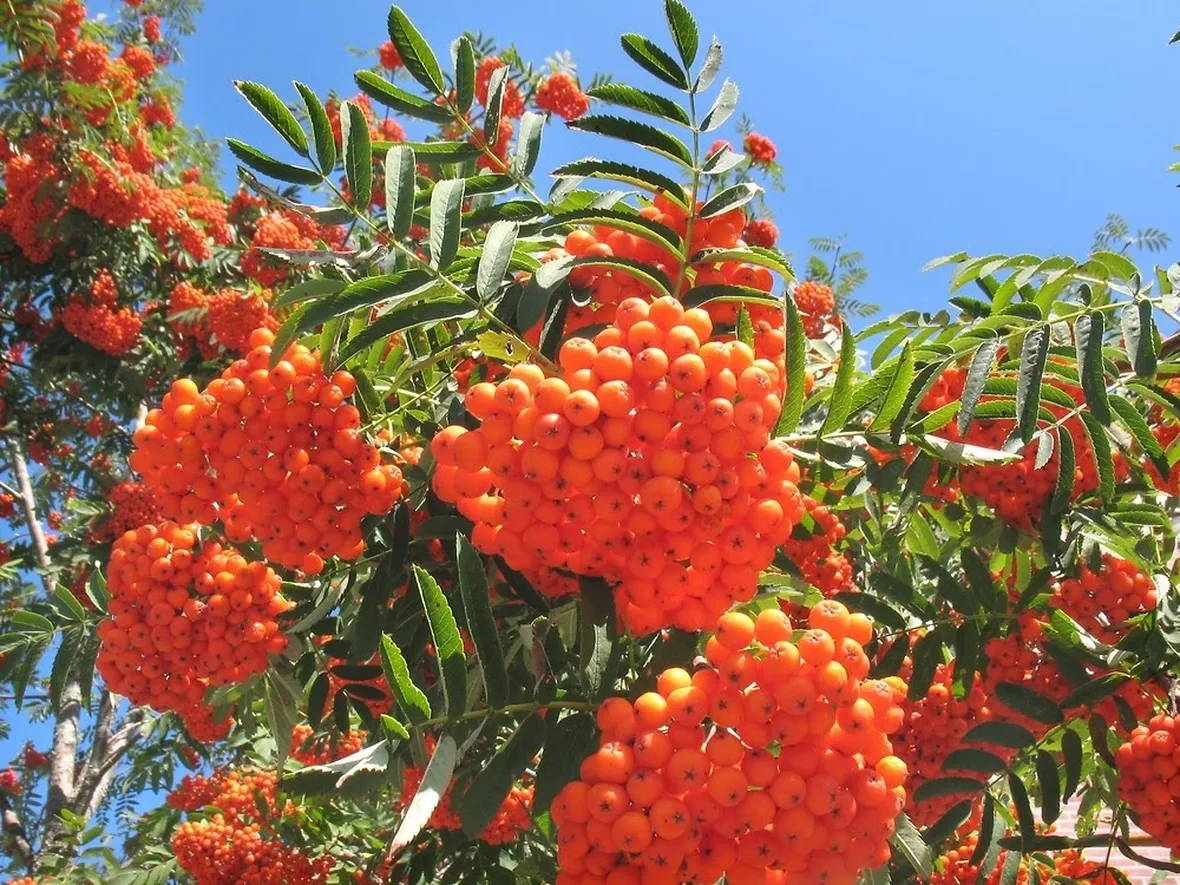 Frutti sorbo uccellatori